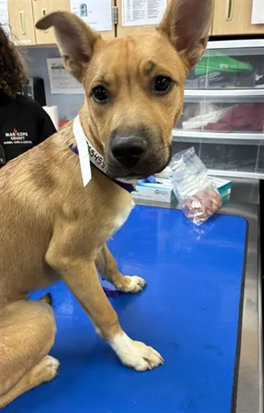 A young large-sized male German Shepherd Dog dog named Joker for adoption in Phoenix, AZ