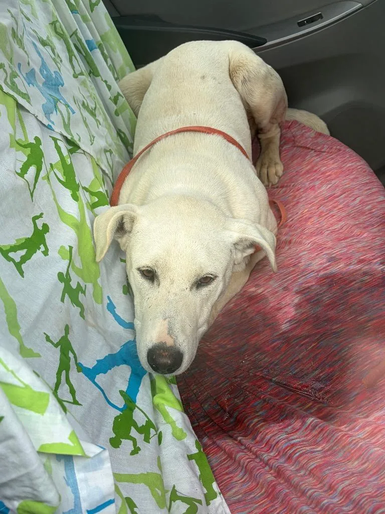 An adult medium-sized male Labrador Retriever dog named Jesse for adoption in Ada, OK