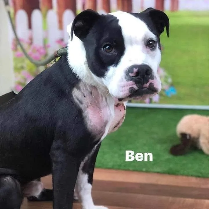 An adult medium-sized male Black Boxer dog named Ben for adoption in Weatherford, TX