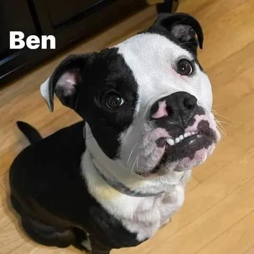 Ben thumbnail 4
