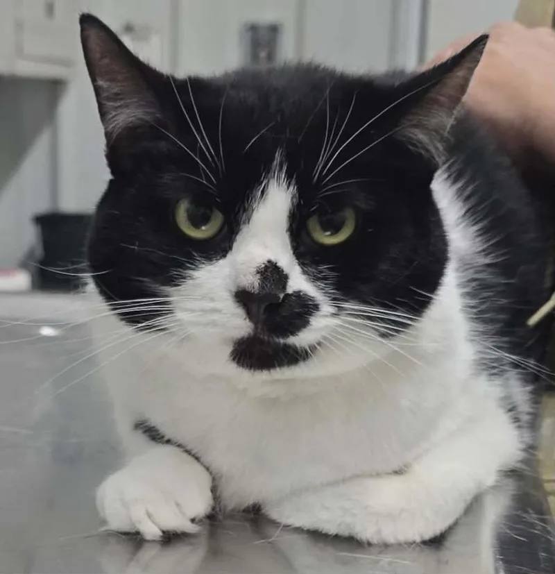 A young medium-sized female Domestic Short Hair cat named Oreo for adoption in Hillsdale, IN