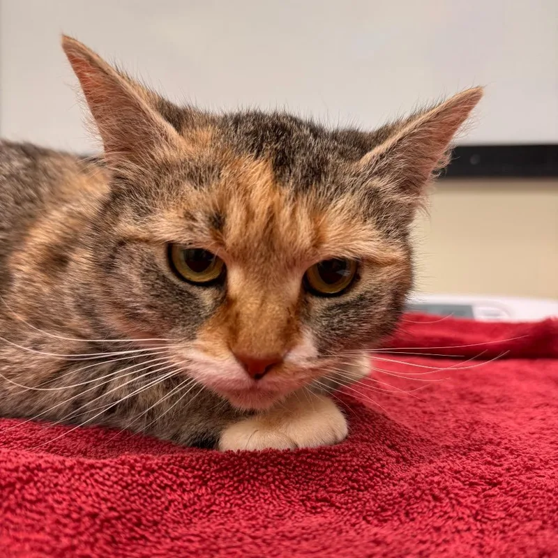An adult medium-sized female Brown / Chocolate Domestic Short Hair cat named Mona for adoption in Lynchburg, VA