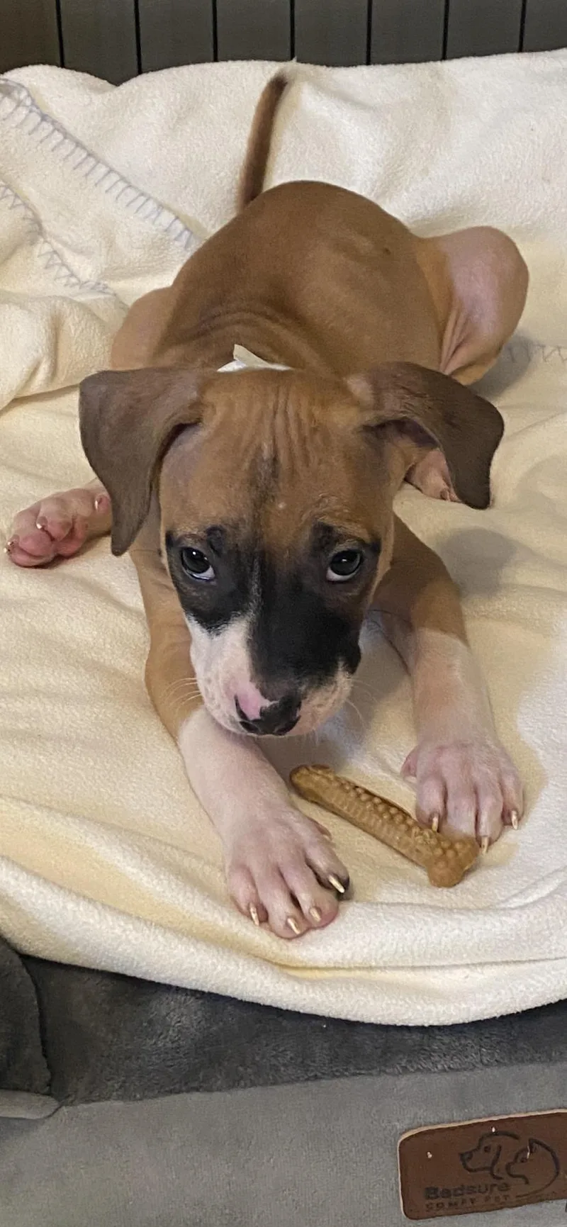 A baby medium-sized female Boxer dog named Ada for adoption in Newport, KY