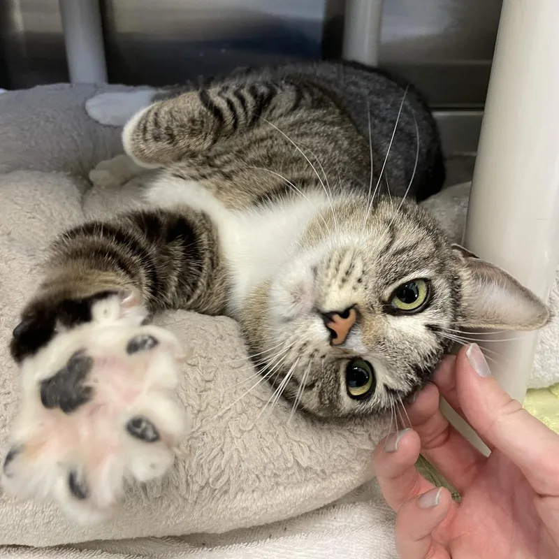 An adult small-sized female Brown / Chocolate Domestic Short Hair cat named Pat Benatar for adoption in Enfield, NH