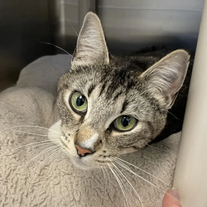 Pat Benatar thumbnail 2