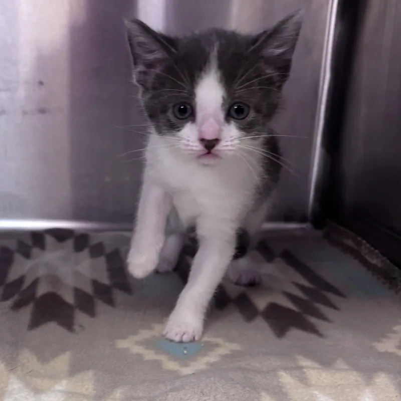 A baby medium-sized female Gray & White Domestic Short Hair cat named Piper for adoption in Acworth, GA