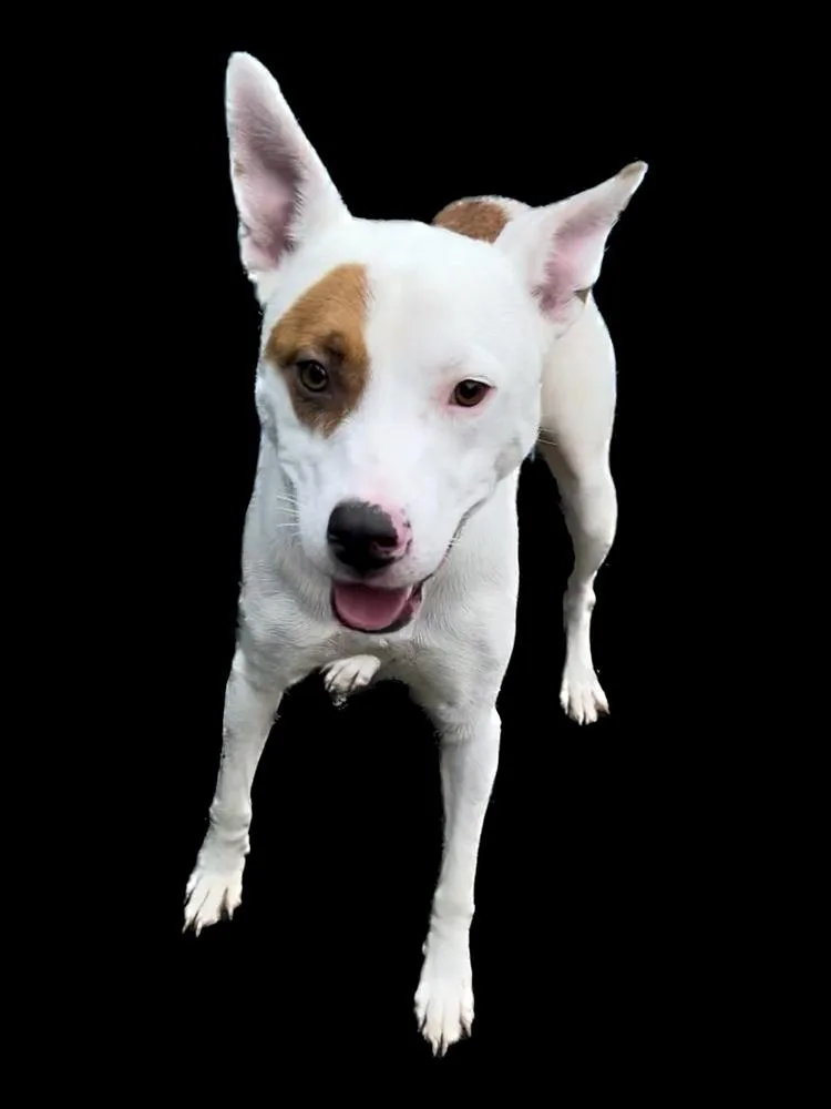 An adult large-sized male Tricolor (Brown, Black, & White) Pit Bull Terrier dog named Branch for adoption in Evansville, IN
