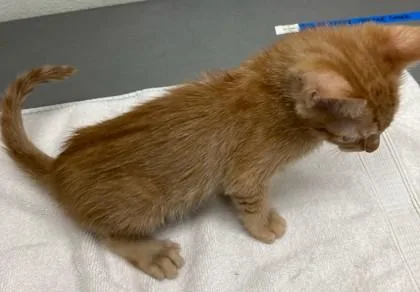 A baby small-sized male Domestic Short Hair cat named Square Dance for adoption in Eugene, OR