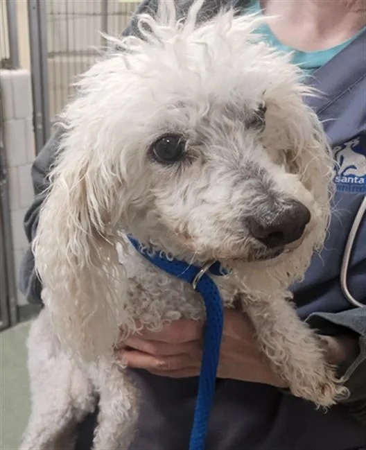 An adult small-sized male Mixed Breed dog named Gideon for adoption in Santa Fe, NM