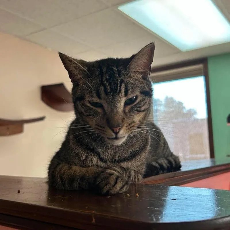 An adult small-sized male Brown / Chocolate Domestic Short Hair cat named Larry for adoption in Philadelphia, PA
