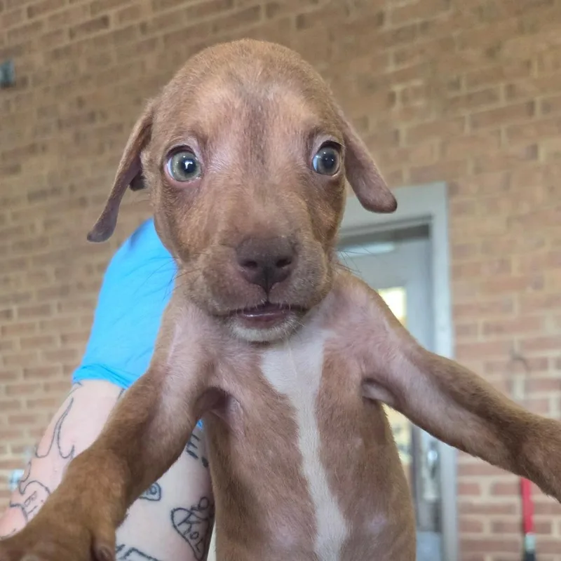 A baby small-sized female Pit Bull Terrier dog named Marmalade for adoption in Birmingham, AL