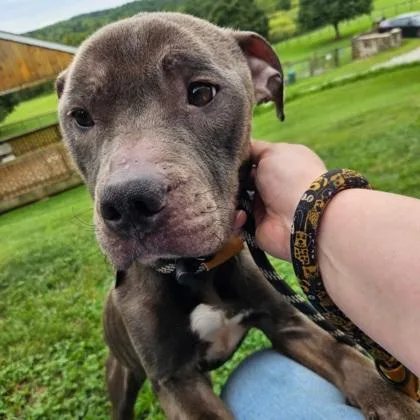 An adult medium-sized female Pit Bull Terrier dog named Martha for adoption in Phoenixville, PA
