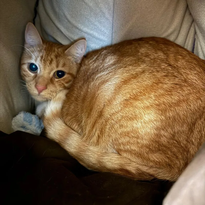 An adult large-sized male Orange / Red Domestic Short Hair cat named Tybalt for adoption in Fairport, NY