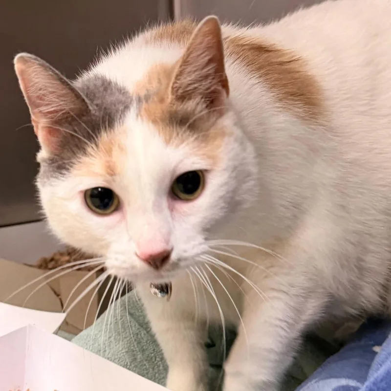 An adult small-sized female White Domestic Short Hair cat named Mia for adoption in Perkiomenville, PA