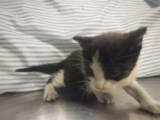 A baby small-sized male Domestic Short Hair cat named Jimmy for adoption in Miami, FL