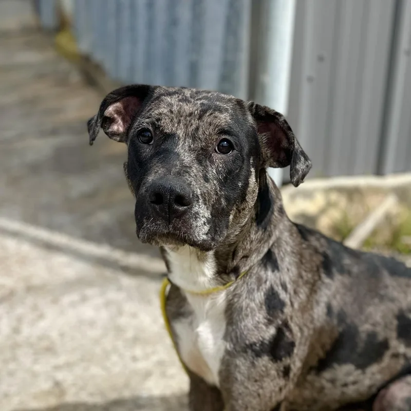 A young medium-sized female Black Catahoula Leopard Dog dog named Hvac Technician for adoption in Columbia, SC