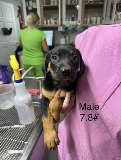 A baby small-sized male Mixed Breed dog named Andrew for adoption in West Chester, PA