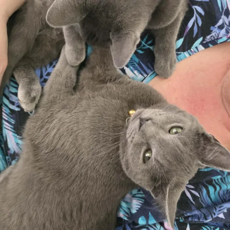 A young medium-sized male Gray / Blue / Silver Russian Blue cat named Milano for adoption in mount vernon, AR