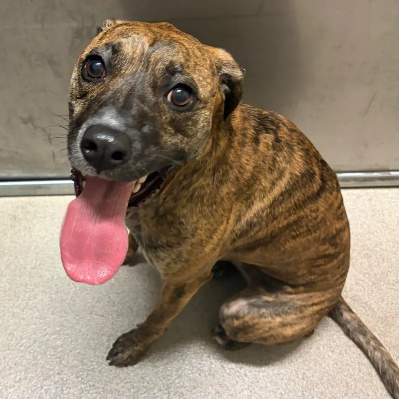 An adult medium-sized female Brindle Mixed Breed dog named Penny for adoption in Waukesha, WI