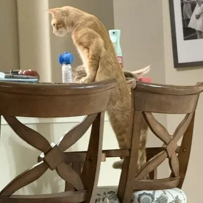 A young medium-sized male Tabby (Orange / Red) Domestic Short Hair cat named Opie for adoption in Houston, TX