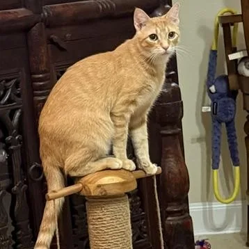 Opie thumbnail 2