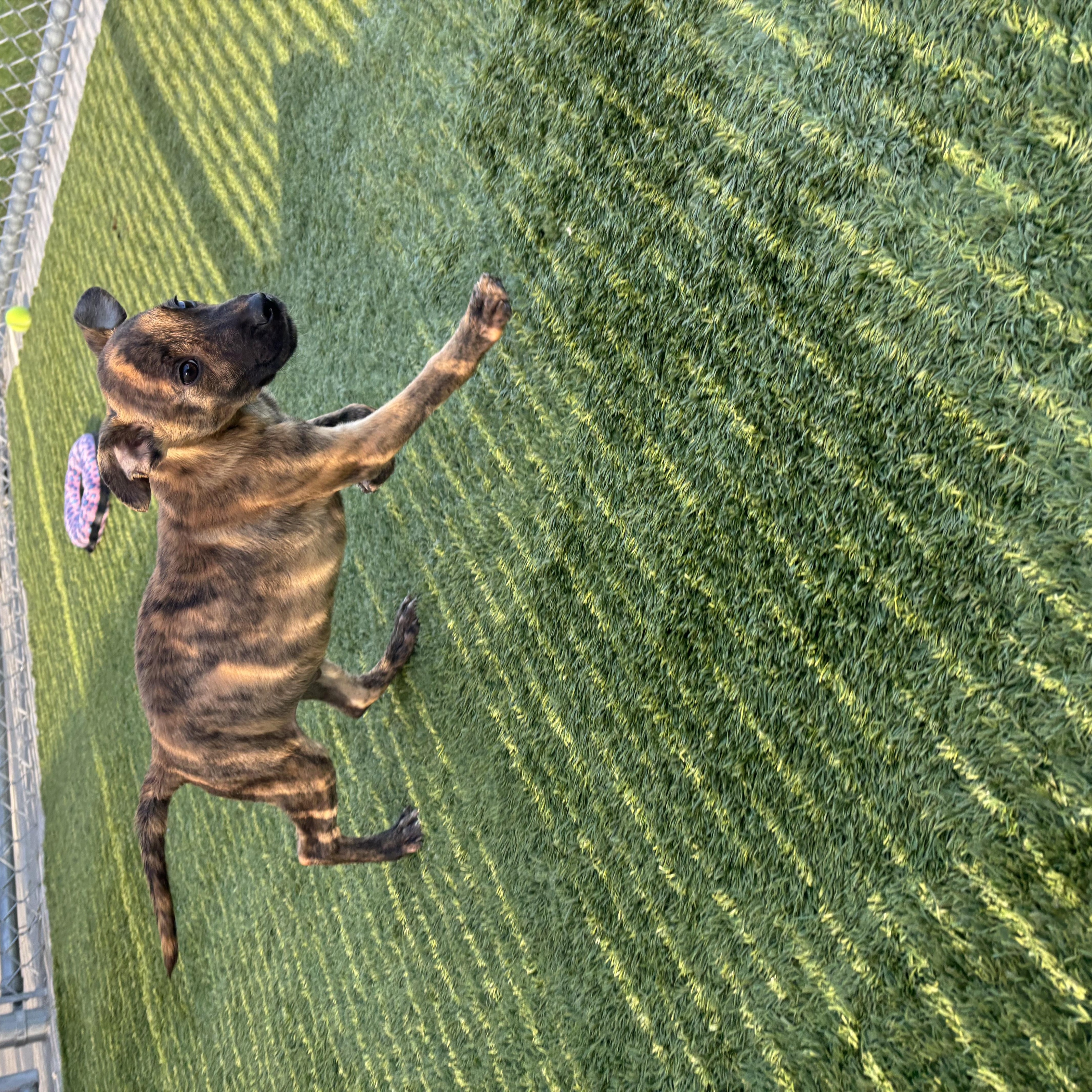 A baby medium-sized male Shepherd dog named Brundon for adoption in Liberty, MO