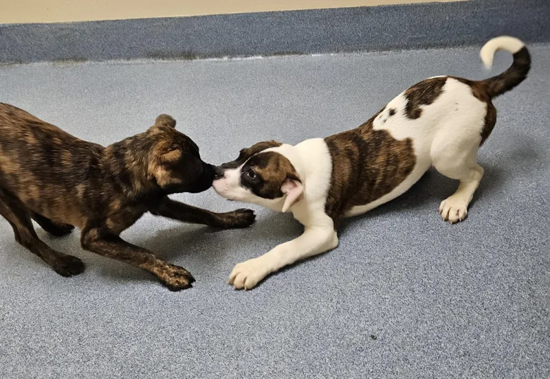 A young small-sized female Pit Bull Terrier dog named Zenon for adoption in Suffolk, VA