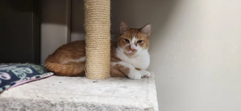 Kimbo =^.^= thumbnail 2