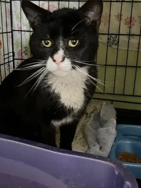 An adult large-sized male Tuxedo cat named Nealc for adoption in Greenville, DE