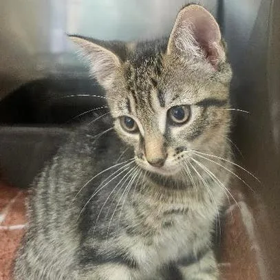 A baby small-sized male Gray / Blue / Silver Domestic Short Hair cat named Enzo for adoption in Starkville, MS