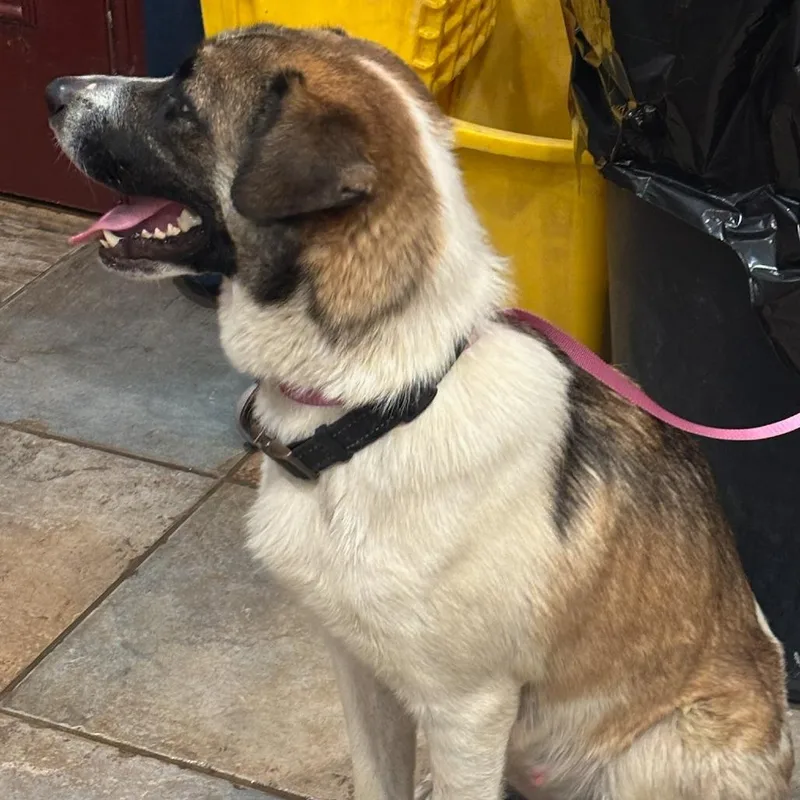 Honey Bear thumbnail 2