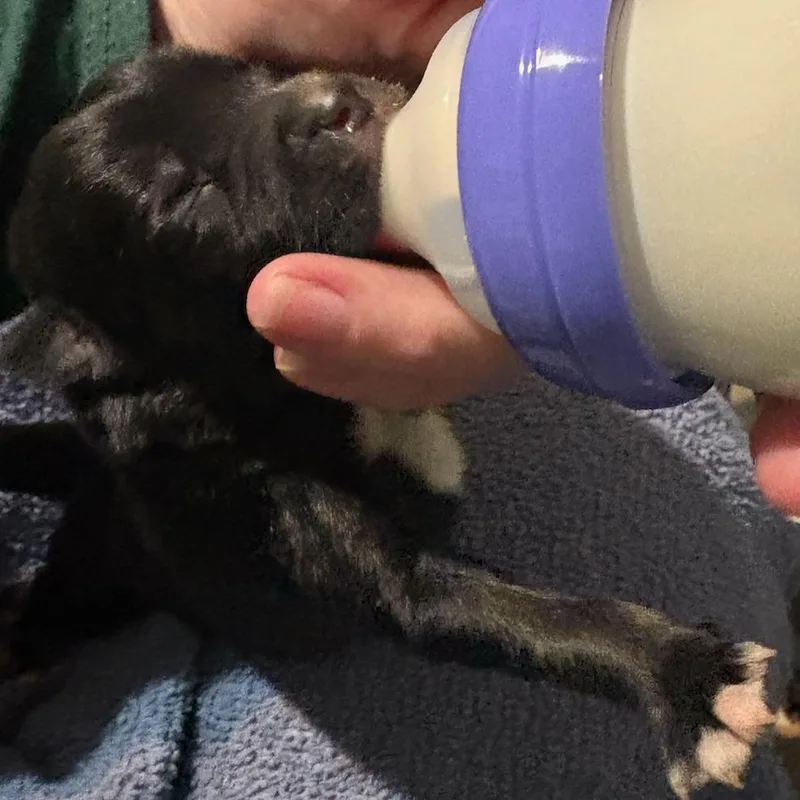 Honey Bear thumbnail 3