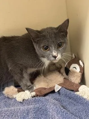 An adult medium-sized male Domestic Short Hair cat named Kasai for adoption in Chamblee, GA