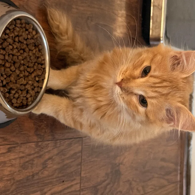 A baby medium-sized female Domestic Medium Hair cat named Poppy for adoption in Denver, CO