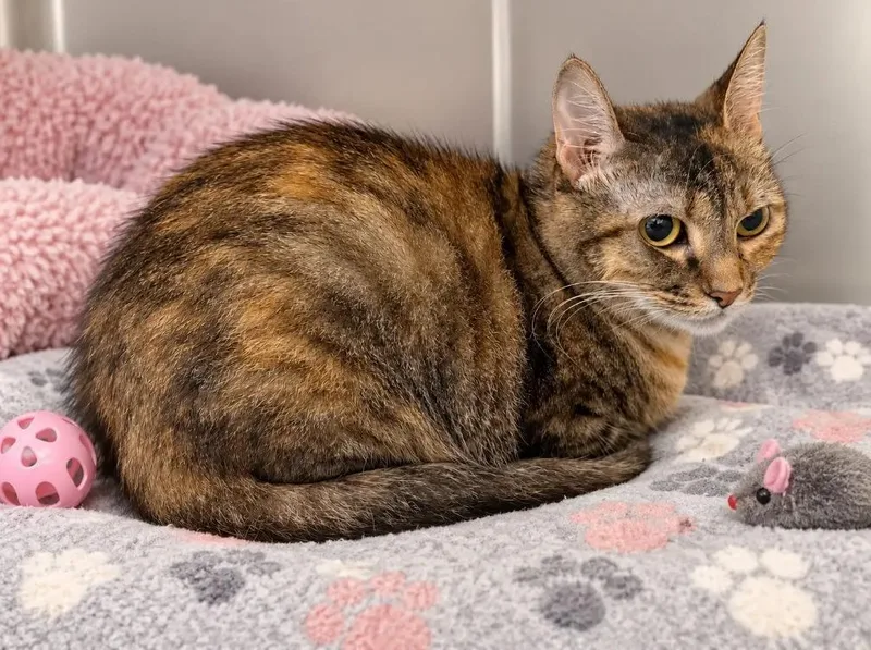 An adult medium-sized female Calico cat named Danika for adoption in Kingsland, GA