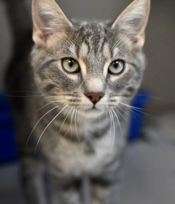 A young medium-sized male Tabby (Gray / Blue / Silver) Domestic Short Hair cat named Dexter for adoption in Marietta, GA