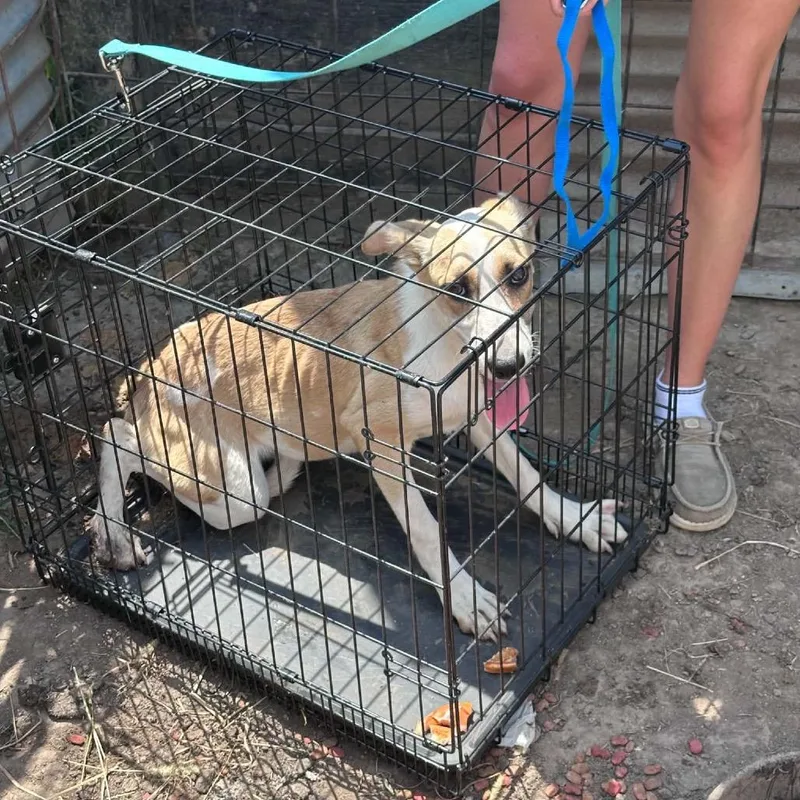 A young small-sized female Yellow / Tan / Blond / Fawn Husky dog named Yellowstone for adoption in Pittsburg, KS