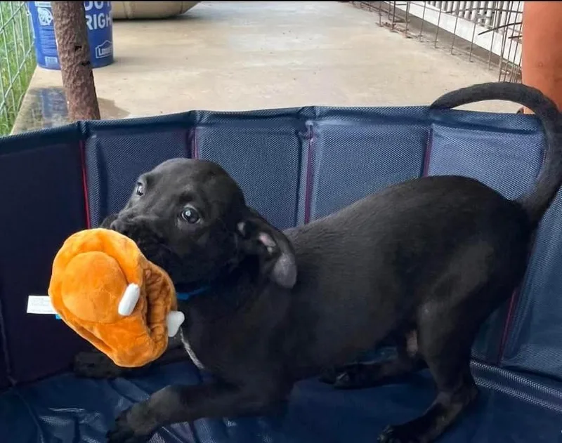 A young medium-sized female Labrador Retriever dog named BatMan for adoption in Hampton, VA