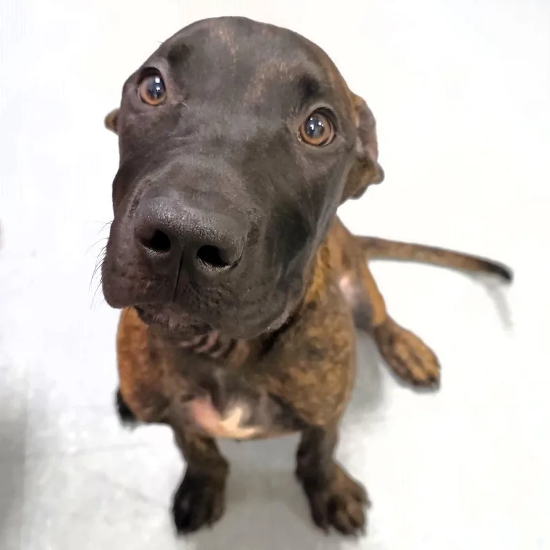 A young medium-sized male Brindle Pit Bull Terrier dog named Reese for adoption in Michigan City, IN