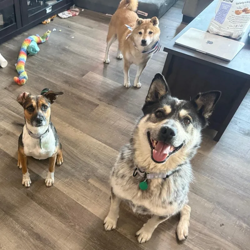 An adult large-sized male Black Australian Cattle Dog / Blue Heeler dog named Puck for adoption in Buffalo, MN