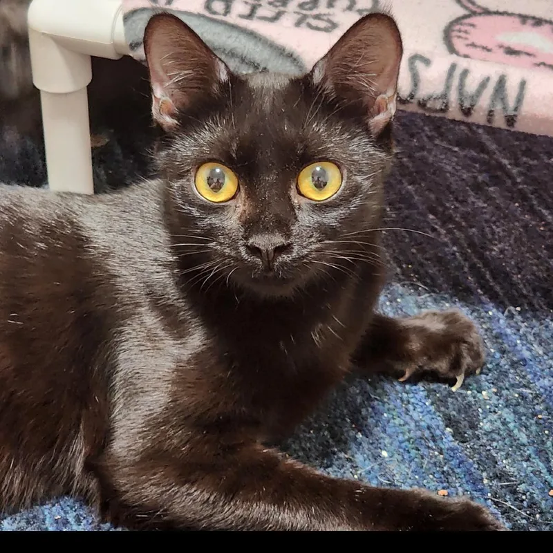 A young medium-sized female Domestic Short Hair cat named Tate for adoption in Mooresville, NC
