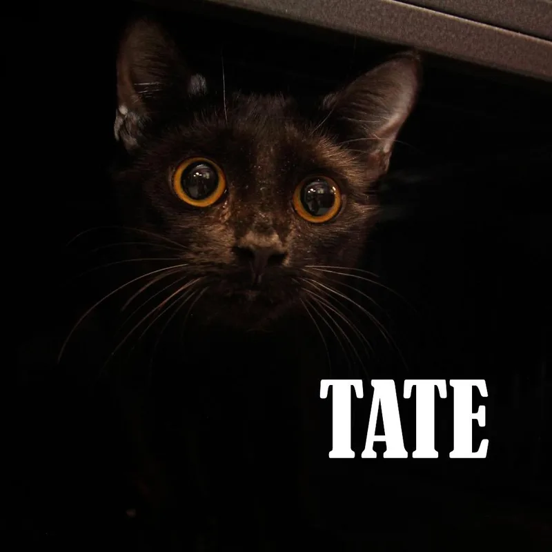 Tate thumbnail 2