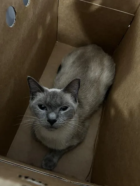A young medium-sized female Domestic Medium Hair cat named Sardine for adoption in Dallas, TX