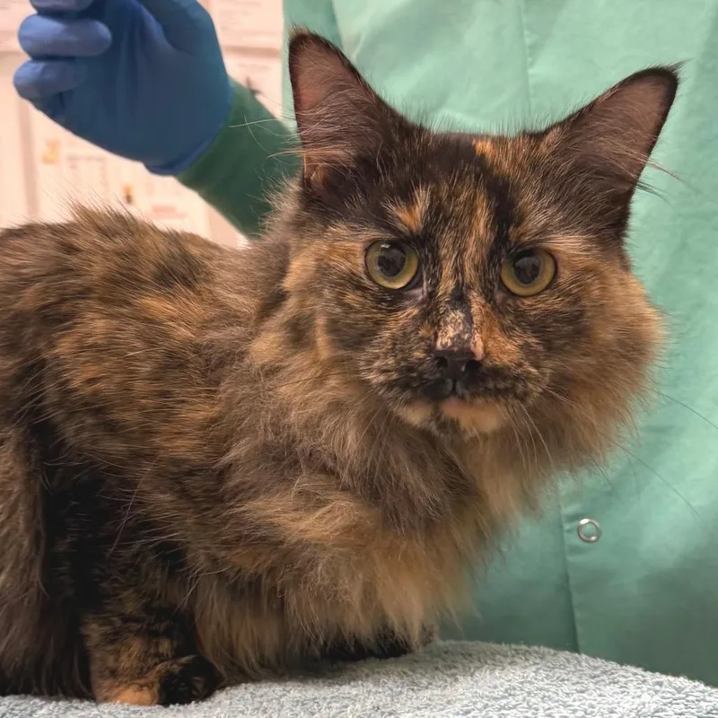 An adult medium-sized female Tortoiseshell Domestic Long Hair cat named Brownie$ for adoption in Springfield, MA