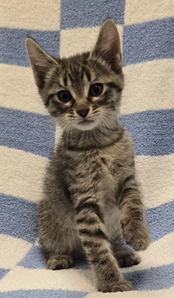 A baby small-sized male Domestic Short Hair cat named Griffin for adoption in Murphysboro, IL