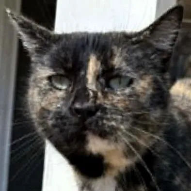 An adult medium-sized female Tortoiseshell Domestic Short Hair cat named Marigold for adoption in Shawnee, KS