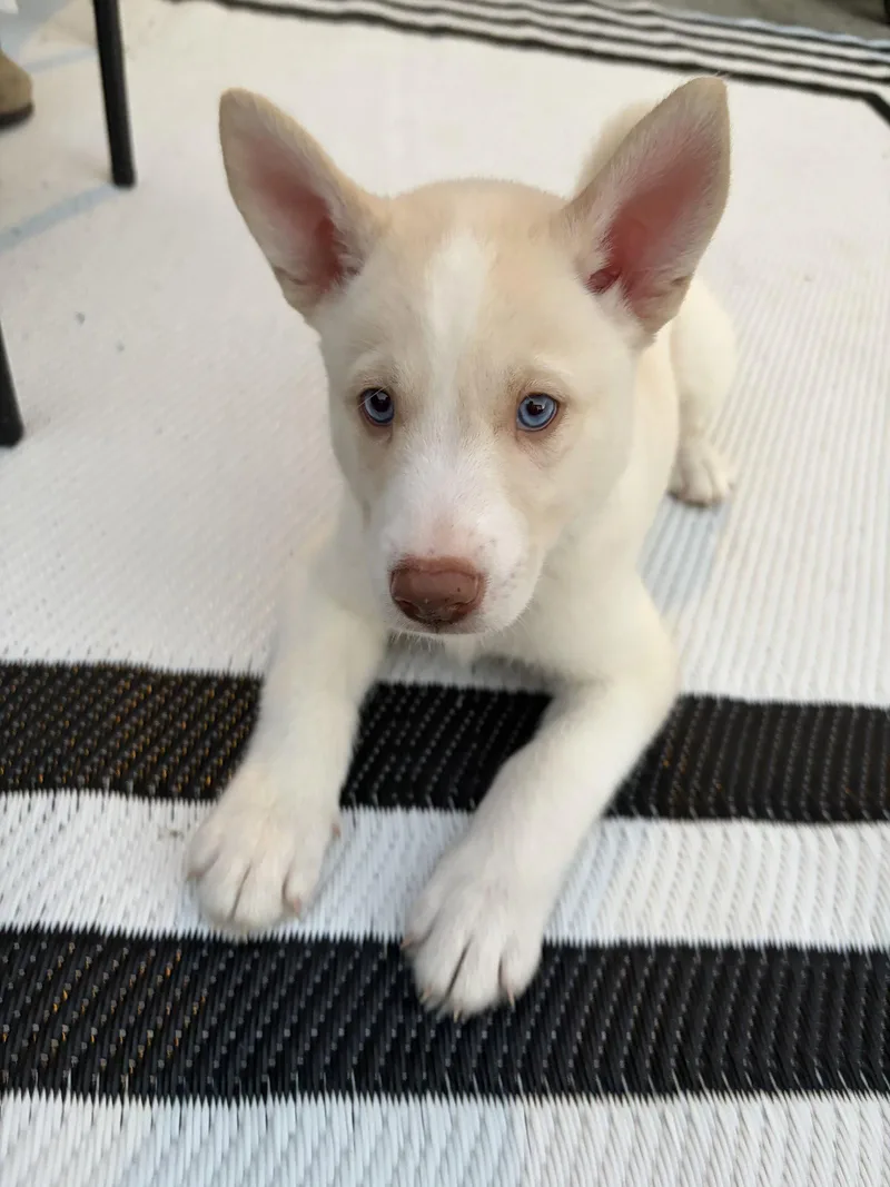 A baby large-sized male Husky dog named Buzz HaveLock Litter for adoption in Holly Springs, NC