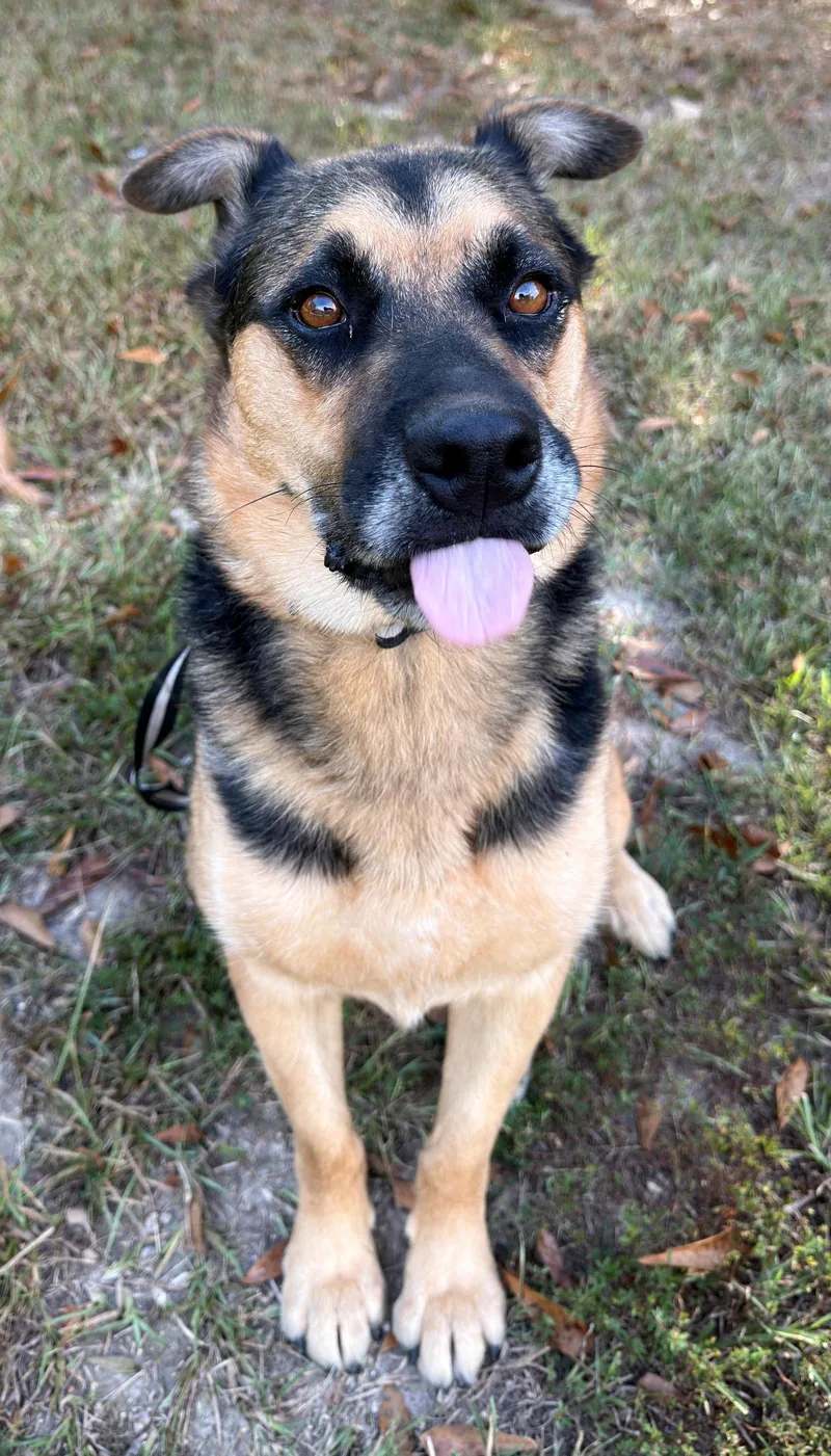 An adult large-sized female German Shepherd Dog dog named Verity for adoption in Attalla, AL