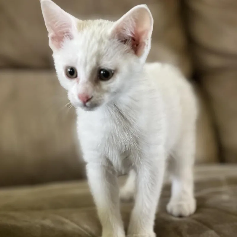 A baby small-sized female White American Shorthair cat named Faith for adoption in Wadena, MN