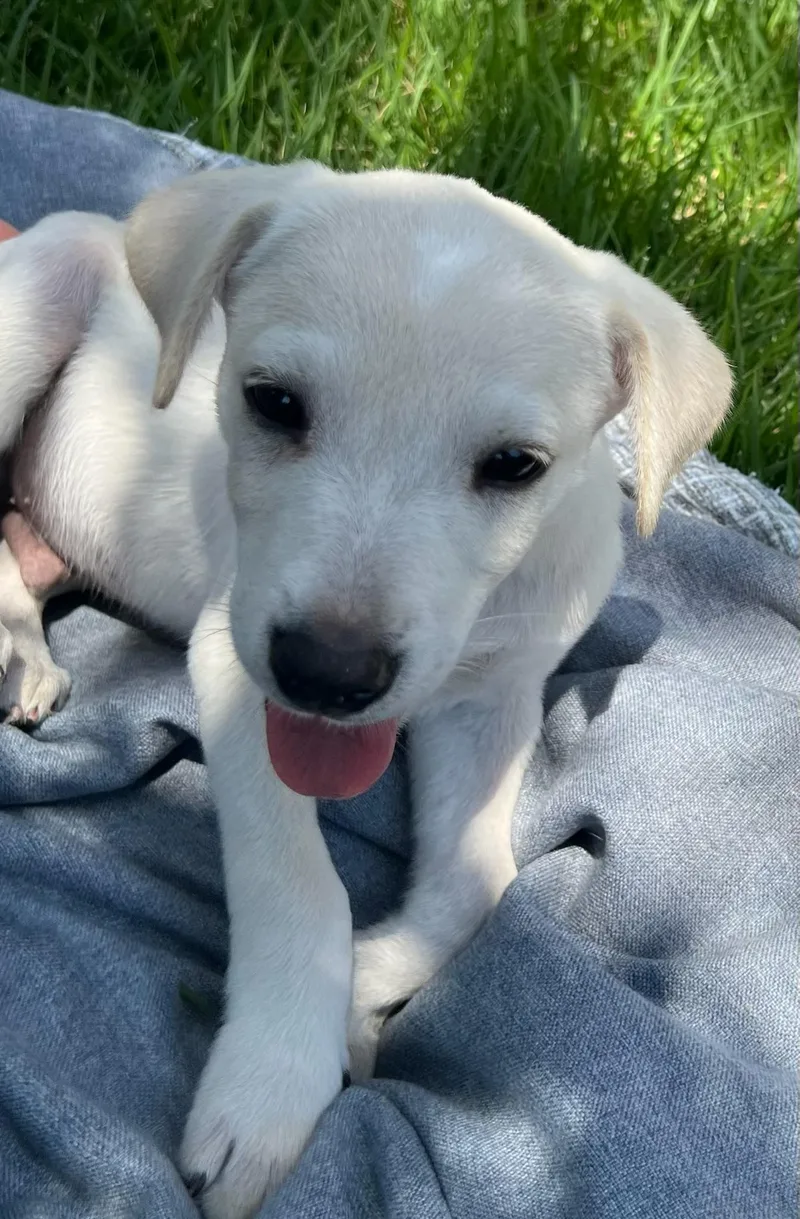 A baby medium-sized male Labrador Retriever dog named Puppy Pete for adoption in Lewisville, IN